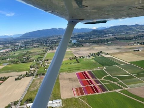 Aerial of daffodil field in the Skagit flats with mt baker in the distance
