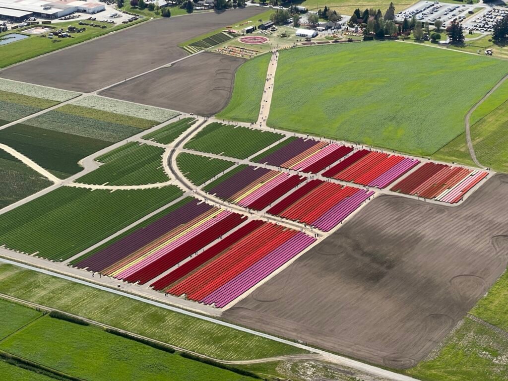 Aerial of tulip fields, classic red/white/purple stripes, top-down view